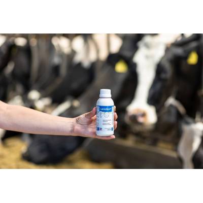 Pójło dla krów bezpośrednio po porodzie LaktaStar